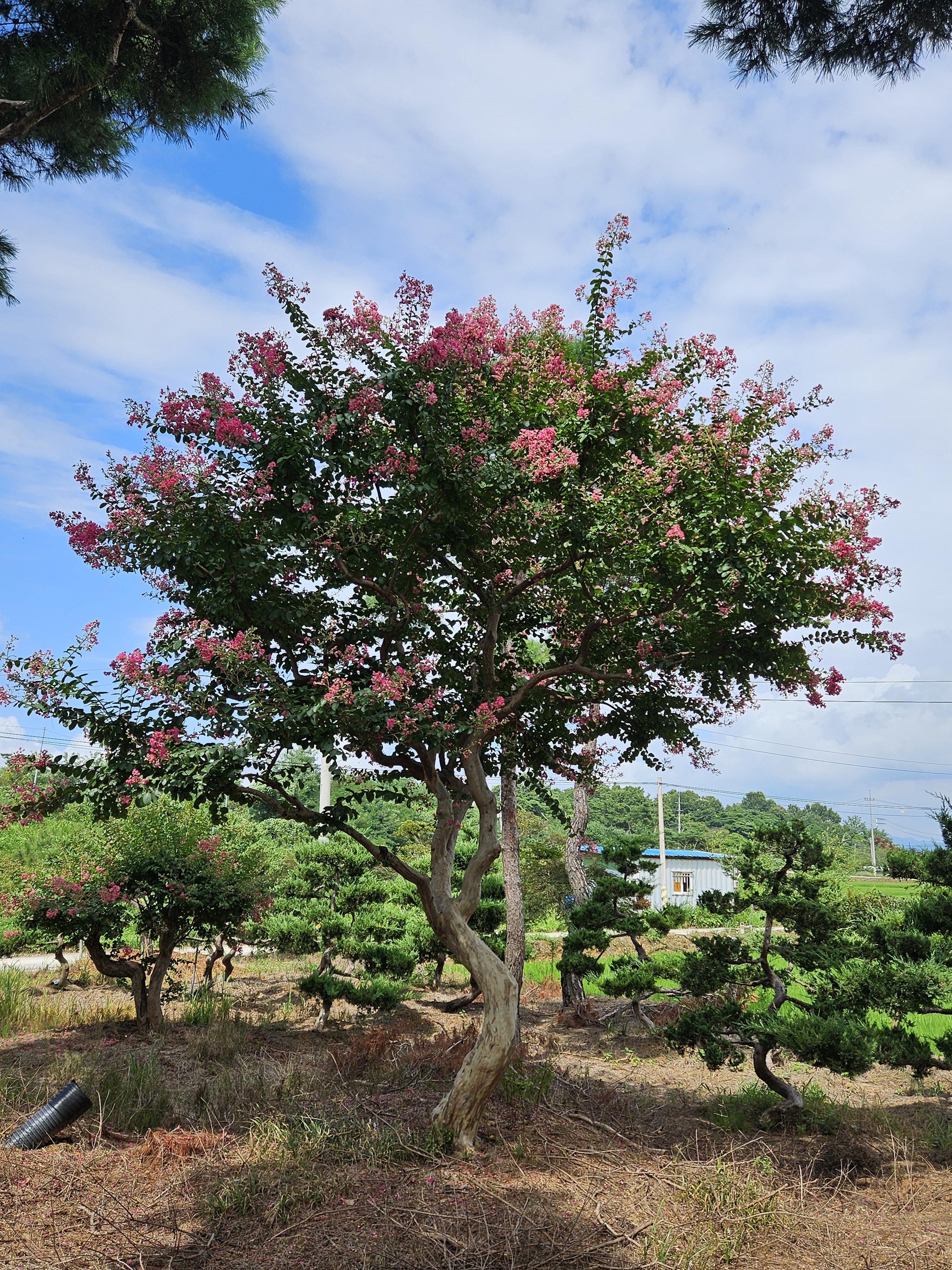 배롱나무 독립수용 : 트리디비