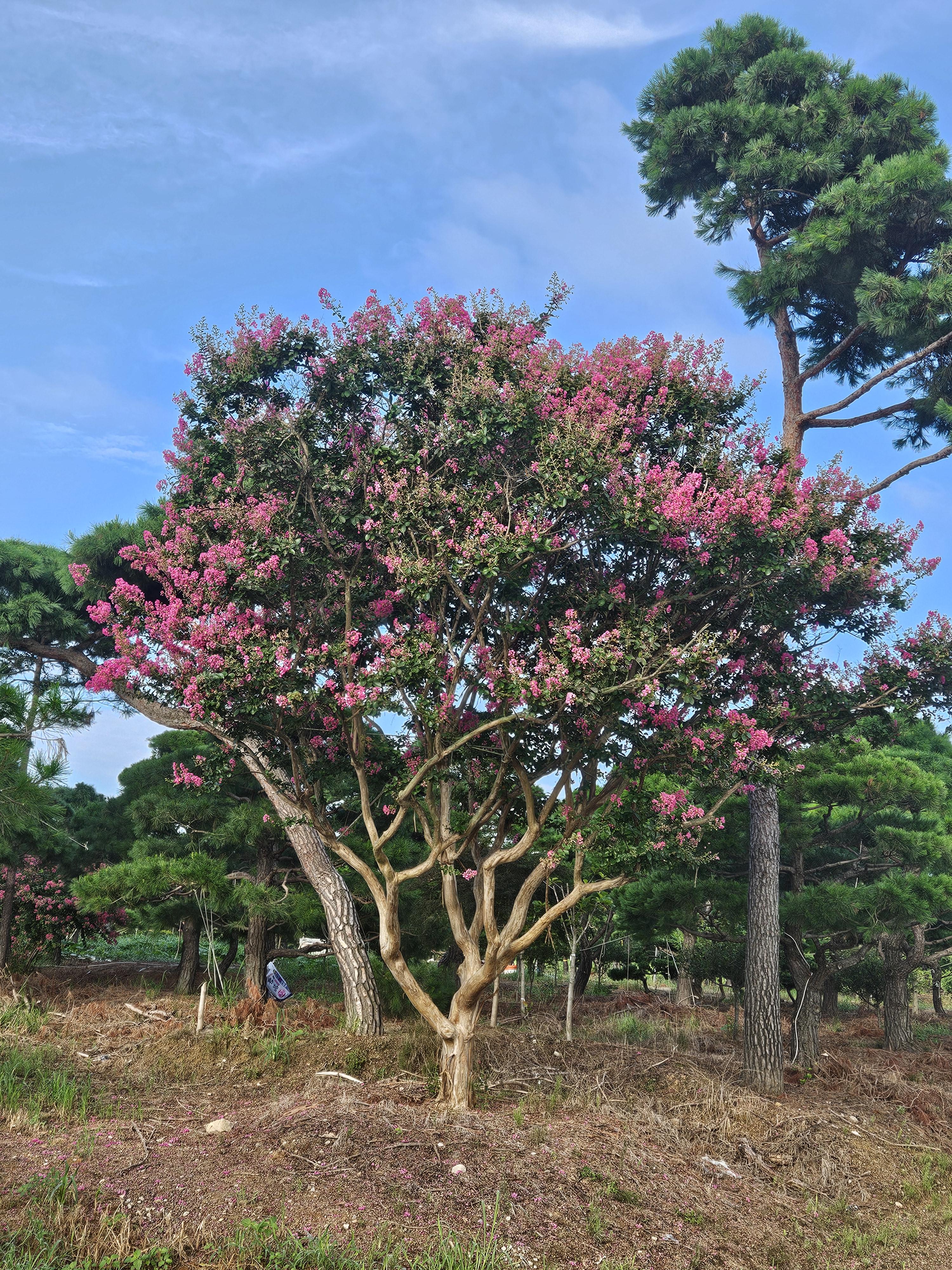 배롱나무 독립수용 : 트리디비