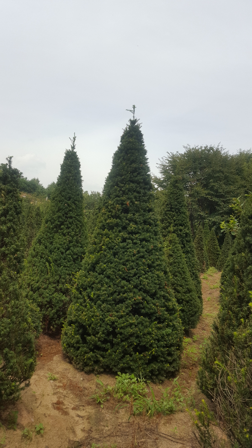 선주목 1.5m.2.0m.2.5m.3.0m.4.0m판매 : 트리디비